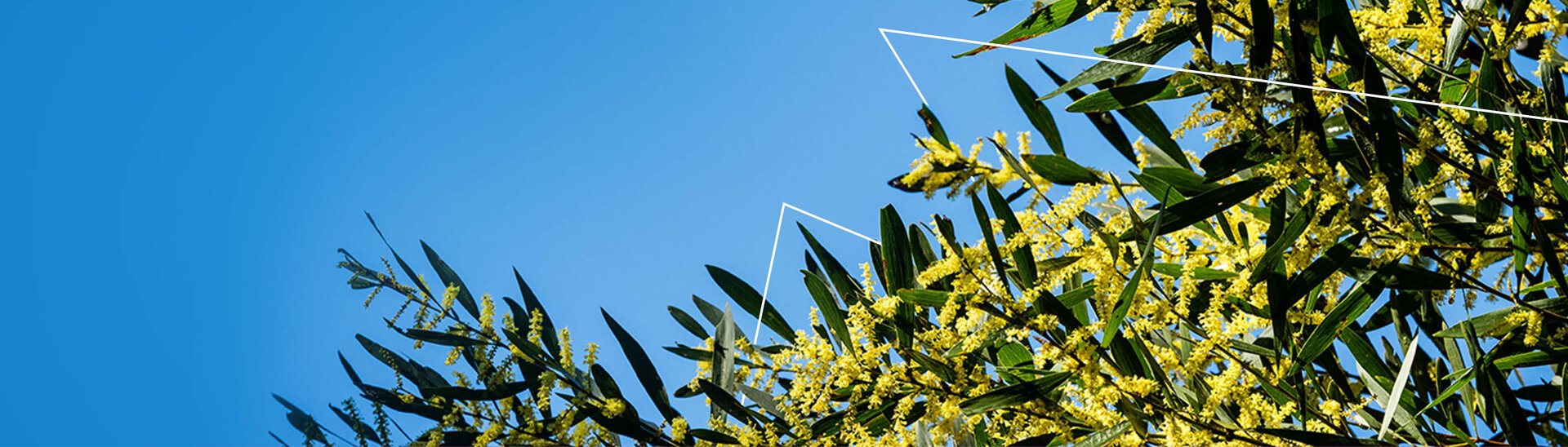 wattle tree in flower against a blue sky