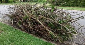Branches